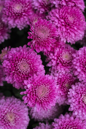 Natural background of bright purple chrysanthemums. Beautiful floral bouquetの写真素材