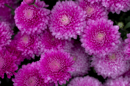 Natural background of bright purple chrysanthemums. Beautiful floral bouquetの写真素材