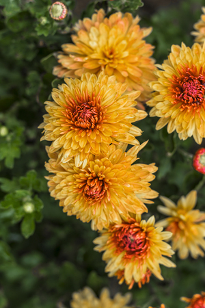 Natural background of bright purple chrysanthemums. Beautiful floral bouquetの写真素材