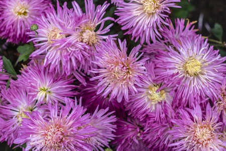 Natural background of bright purple chrysanthemums. Beautiful floral bouquetの写真素材