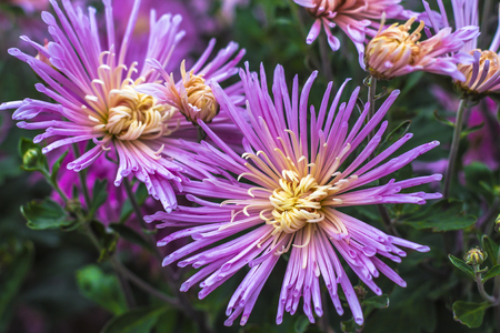 Natural background of bright purple chrysanthemums. Beautiful floral bouquetの写真素材