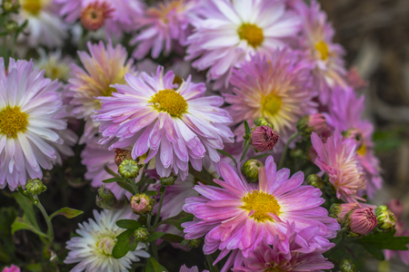 Natural background of bright purple chrysanthemums. Beautiful floral bouquetの写真素材