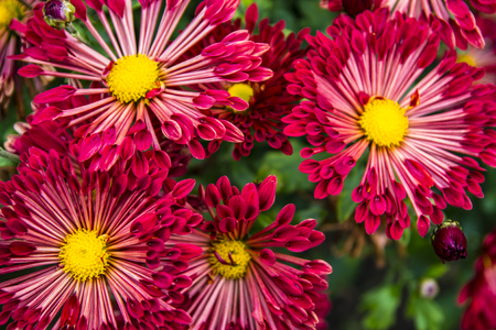 Natural background of bright purple chrysanthemums. Beautiful floral bouquetの写真素材