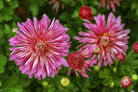Natural background of bright purple chrysanthemums. Beautiful floral bouquetの写真素材
