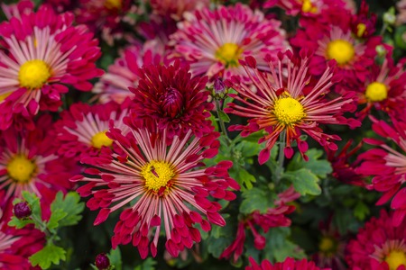 Natural background of bright purple chrysanthemums. Beautiful floral bouquetの写真素材
