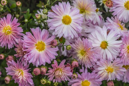 Natural background of bright purple chrysanthemums. Beautiful floral bouquetの写真素材