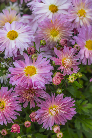 Natural background of bright purple chrysanthemums. Beautiful floral bouquetの写真素材