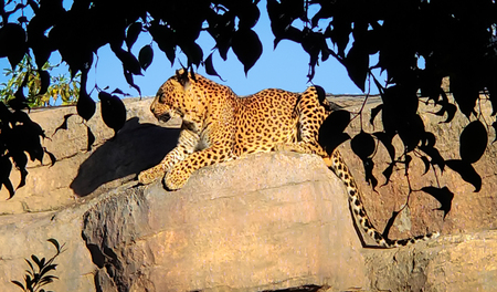 A beautiful large leopard lies quietly on a rockの写真素材