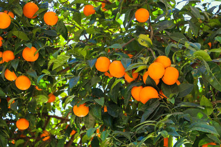 Juicy ripe fruits of oranges on the treeの写真素材