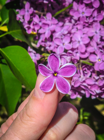 Syr nga, lilac, flower with five petals for good luck.の写真素材