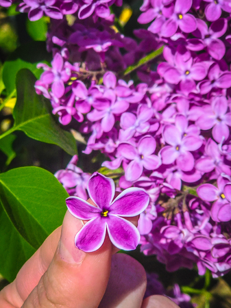 Syr nga, lilac, flower with five petals for good luck.の写真素材