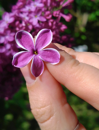 Syr nga, lilac, flower with five petals for good luck.の写真素材