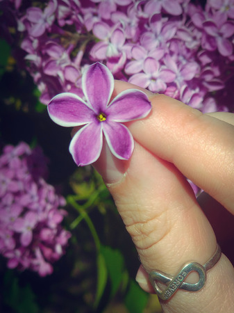 Syr nga, lilac, flower with five petals for good luck.の写真素材