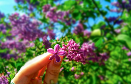 Syr nga, lilac, flower with five petals for good luck.の写真素材