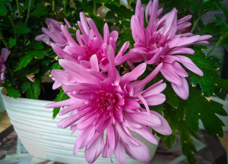 lovely large flowers of pink decorative chrysanthemum.の写真素材