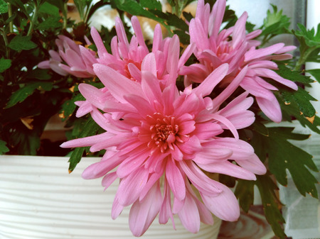 lovely large flowers of pink decorative chrysanthemum.の写真素材