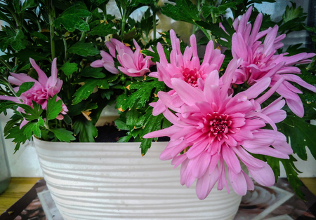 lovely large flowers of pink decorative chrysanthemum.の写真素材