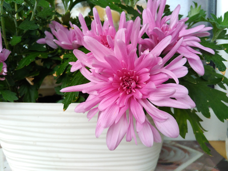 lovely large flowers of pink decorative chrysanthemum.の写真素材