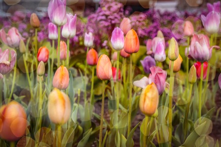 bright fresh spring tulips in the garden, spring tulips.の写真素材
