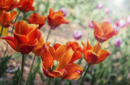 Natural background of beautiful summer red tulips.の写真素材