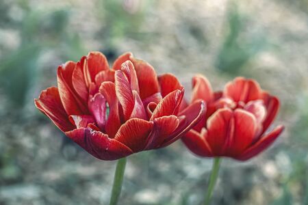 Natural background of beautiful summer red tulips.の写真素材