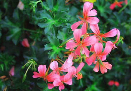 delicate pink flowers of the fieldの写真素材
