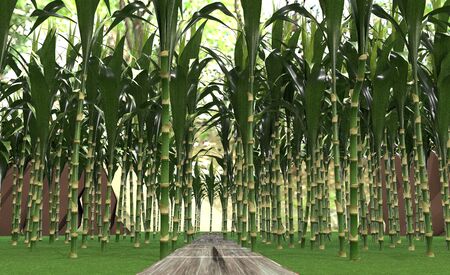 Walk in a beautiful bamboo grove. 3d animation.の写真素材