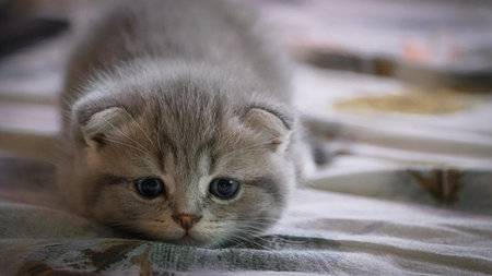 Cute six week old scottish kitten, kitten portraitの写真素材
