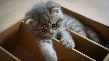 Cute six week old scottish kitten playing in paper boxの写真素材