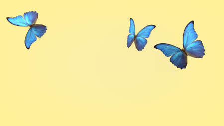 flight of summer blue butterflies. butterfly on a light background. 3d rendering.の写真素材