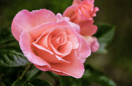 beautiful delicate spring flower. flowers pink rosesの写真素材