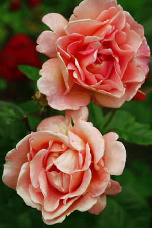 beautiful delicate spring flower. flowers pink rosesの写真素材