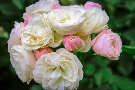 beautiful delicate spring flower. flowers pink rosesの写真素材
