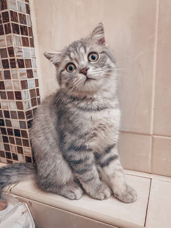 Cute Scottish cat, three month old kittenの写真素材