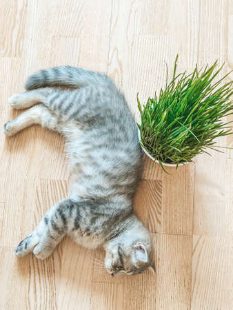 Cute Scottish cat, three month old kittenの写真素材