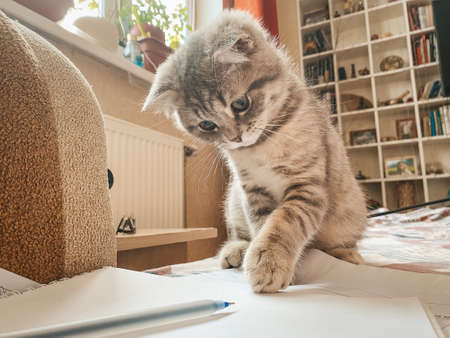 Cute Scottish cat, three month old kittenの写真素材