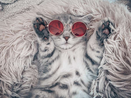 Cute Scottish cat, three month old kittenの写真素材