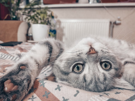 Cute Scottish cat, three month old kittenの写真素材