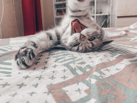 Cute Scottish cat, three month old kittenの写真素材
