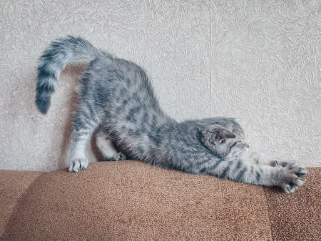 Cute Scottish cat, three month old kittenの写真素材