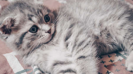 Cute Scottish cat, three month old kitten.の写真素材
