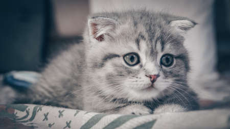 Cute Scottish cat, three month old kitten.の写真素材