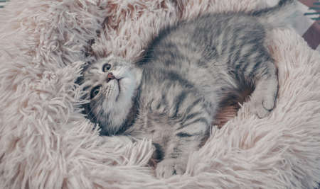 Cute Scottish cat, three month old kitten.の写真素材