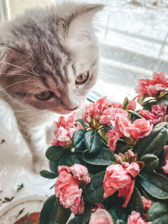 Cute Scottish cat, three month old kitten.の写真素材