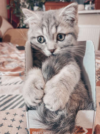 Cute Scottish cat, three month old kitten.の写真素材