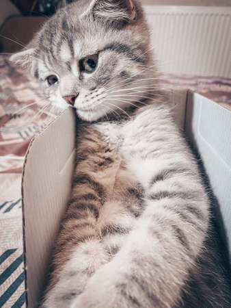 Cute Scottish cat, three month old kitten.の写真素材