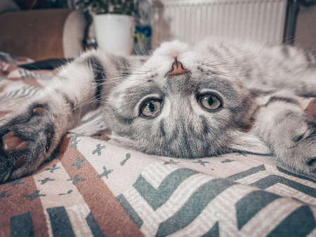Cute Scottish cat, three month old kitten.の写真素材