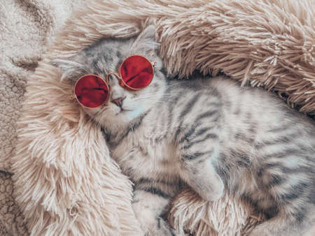 Cute Scottish cat, three month old kitten.の写真素材