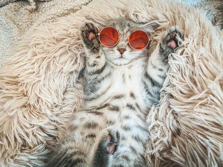 Cute Scottish cat, three month old kitten.の写真素材