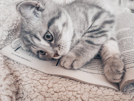 Cute Scottish cat, three month old kitten.の写真素材